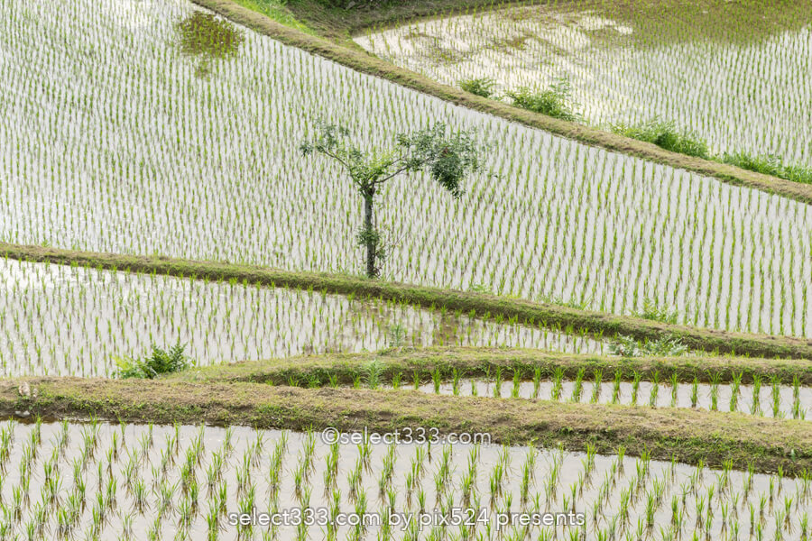 里山の原風景 山懐に広がる美しい棚田【土佐柴刈りの里】の風景！高知県の山間の美風景