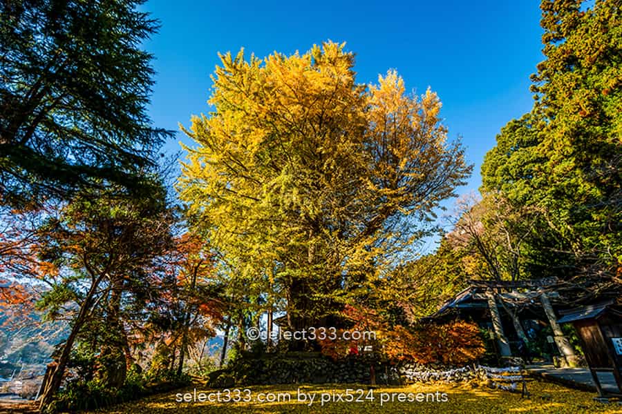 山寺の紅葉の撮影!立石寺の大イチョウの黄葉と山寺の秋の風景!山形県の紅葉スポット