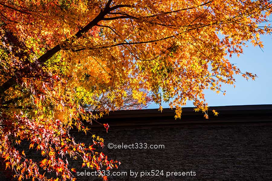 山寺の紅葉の撮影!立石寺の大イチョウの黄葉と山寺の秋の風景!山形県の紅葉スポット