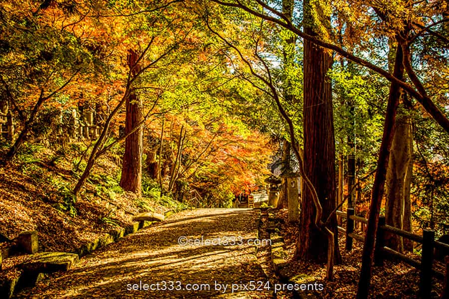山寺の紅葉の撮影!立石寺の大イチョウの黄葉と山寺の秋の風景!山形県の紅葉スポット
