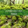 山犬嶽の苔の名所：もののけの世界を感じる苔に覆われた癒し空間！徳島県の癒しスポッ