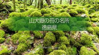 山伏嶽の苔の名所：もののけの世界を感じる苔に覆われた癒し空間！徳島県の癒しスポット