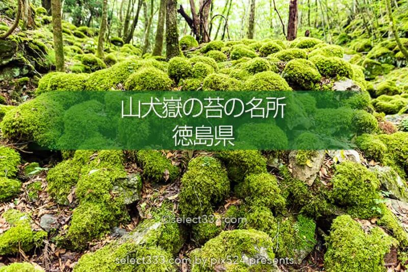 山伏嶽の苔の名所：もののけの世界を感じる苔に覆われた癒し空間！徳島県の癒しスポット