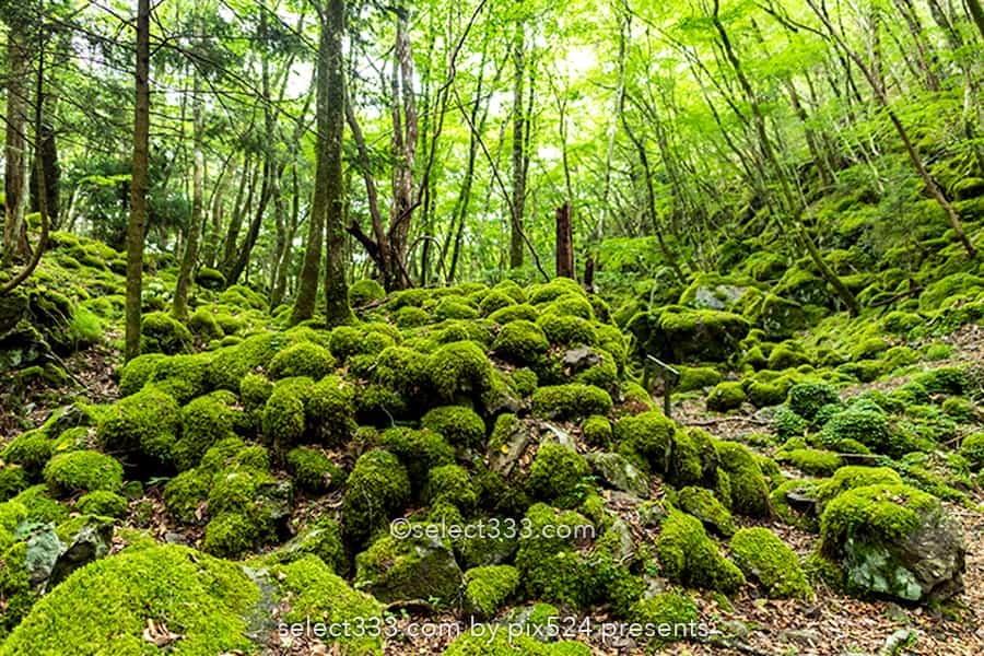 山犬嶽の苔の名所：もののけの世界を感じる苔に覆われた癒し空間！徳島県の癒しスポット