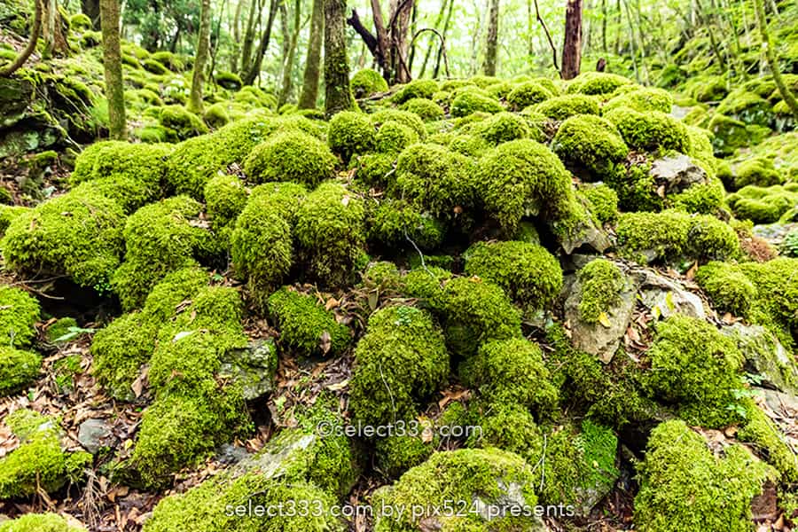山犬嶽の苔の名所：もののけの世界を感じる苔に覆われた癒し空間！徳島県の癒しスポット