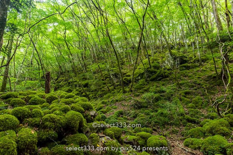 山犬嶽の苔の名所：もののけの世界を感じる苔に覆われた癒し空間！徳島県の癒しスポット
