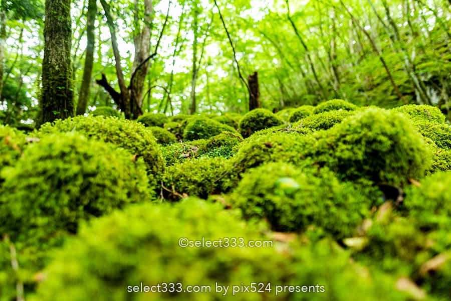 山伏嶽の苔の名所：もののけの世界を感じる苔に覆われた癒し空間！徳島県の癒しスポット