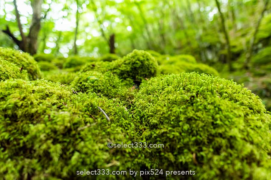 山犬嶽の苔の名所：もののけの世界を感じる苔に覆われた癒し空間！徳島県の癒しスポット