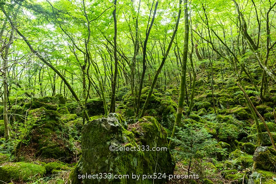 山犬嶽の苔の名所：もののけの世界を感じる苔に覆われた癒し空間！徳島県の癒しスポット