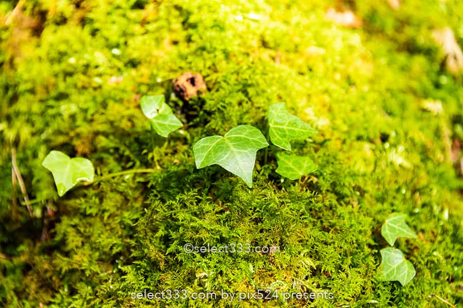 山犬嶽の苔の名所：もののけの世界を感じる苔に覆われた癒し空間！徳島県の癒しスポット