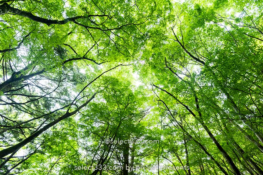 山犬嶽の苔の名所：もののけの世界を感じる苔に覆われた癒し空間！徳島県の癒しスポット