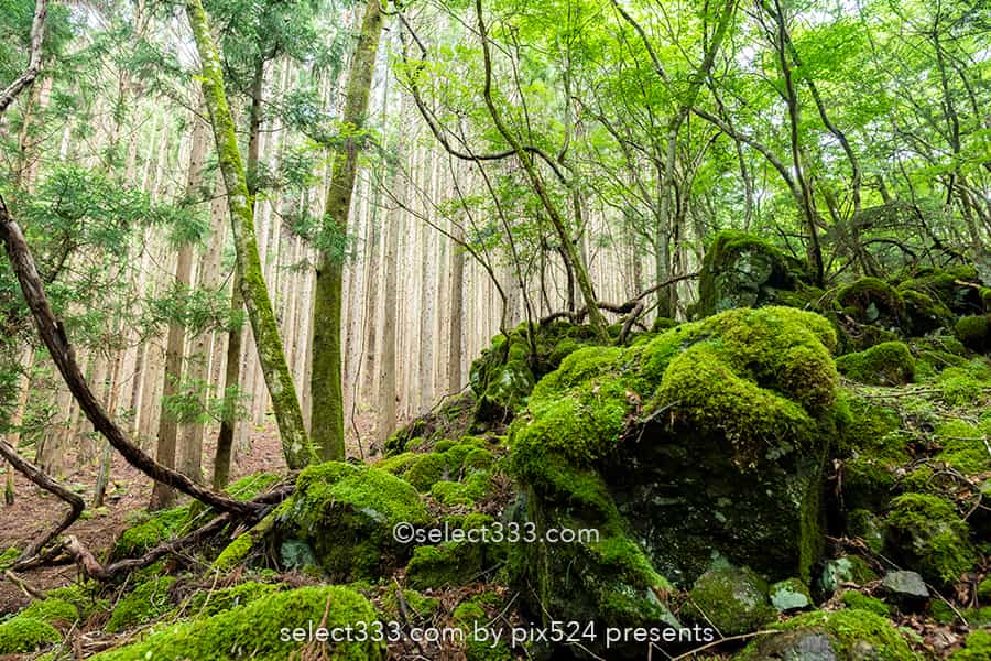 山犬嶽の苔の名所：もののけの世界を感じる苔に覆われた癒し空間！徳島県の癒しスポット