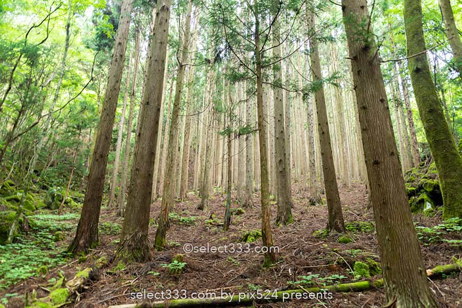 山犬嶽の苔の名所：もののけの世界を感じる苔に覆われた癒し空間！徳島県の癒しスポット