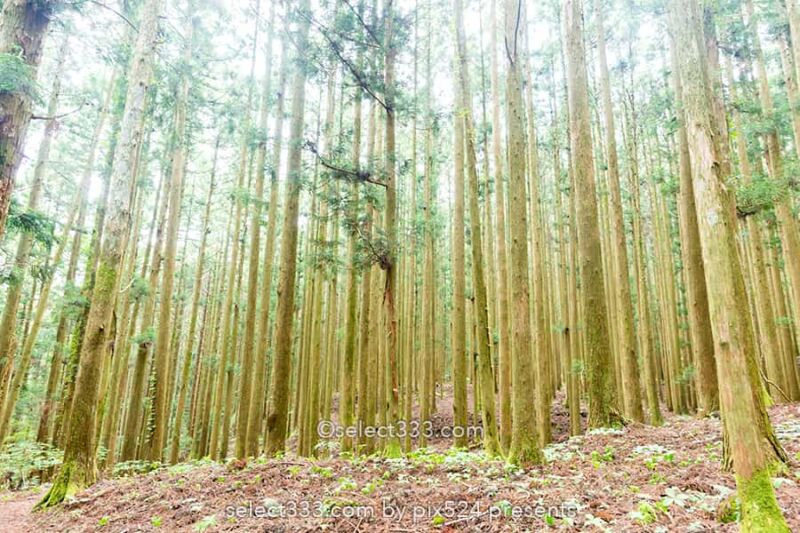 山犬嶽の苔の名所：もののけの世界を感じる苔に覆われた癒し空間！徳島県の癒しスポット