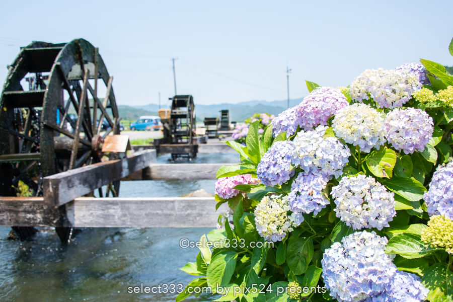 安並水車の里(四ケ村溝の水車)紫陽花と水車ののどかな風景!四万十市の撮影スポット