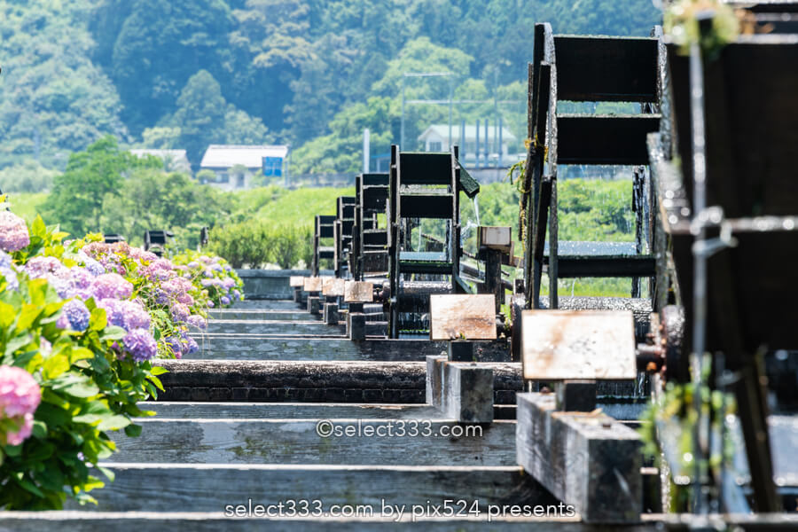 安並水車の里(四ケ村溝の水車)紫陽花と水車ののどかな風景!四万十市の撮影スポット