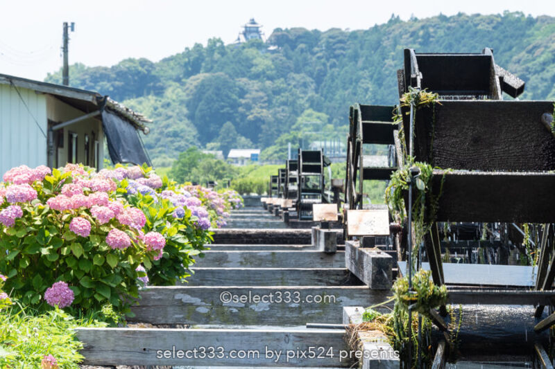 安並水車の里（四ケ村溝の水車）紫陽花と水車ののどかな風景！四万十市の撮影スポット