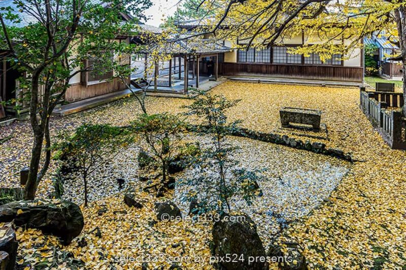 瑞應寺の紅葉撮影！山門の紅葉と樹齢800年の大イチョウの黄葉！新居浜市の紅葉撮影地