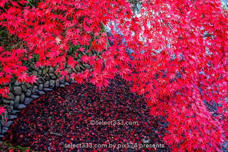 瑞應寺の紅葉撮影！山門の紅葉と樹齢800年の大イチョウの黄葉！新居浜市の紅葉撮影地