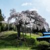 外大野のしだれ桜を撮影〜２０１６茨城県大子町の桜散策旅！撮影スポットと開花状況提