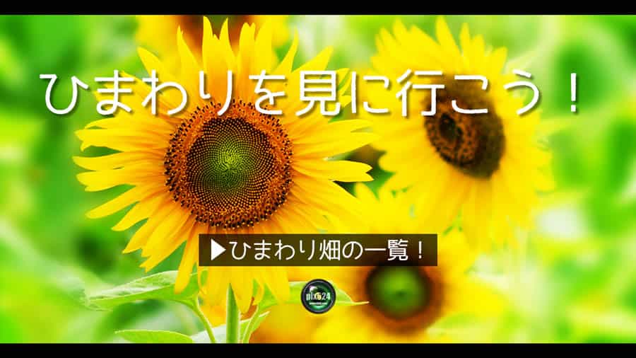全国のひまわり畑！都道府県別｜写真を楽しむブログ