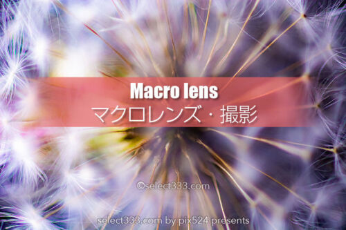 マクロ撮影をしてみよう！マクロレンズとコンバージョンレンズ！手軽にマクロ体験を