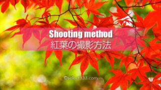 秋の被写体もみじを撮ろう!紅葉の見頃に色々な撮影方法で!ボケや逆光・シルエット!