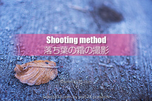 落ち葉の霜を撮影しよう！冷えた朝の冬の被写体落ち葉の霜！秋の終わりの被写体撮影