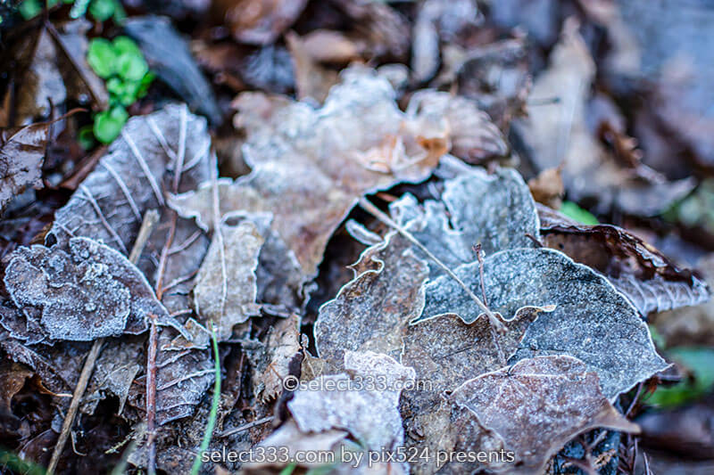 落ち葉の霜を撮影しよう！冷えた朝の冬の被写体落ち葉の霜！秋の終わりの被写体撮影