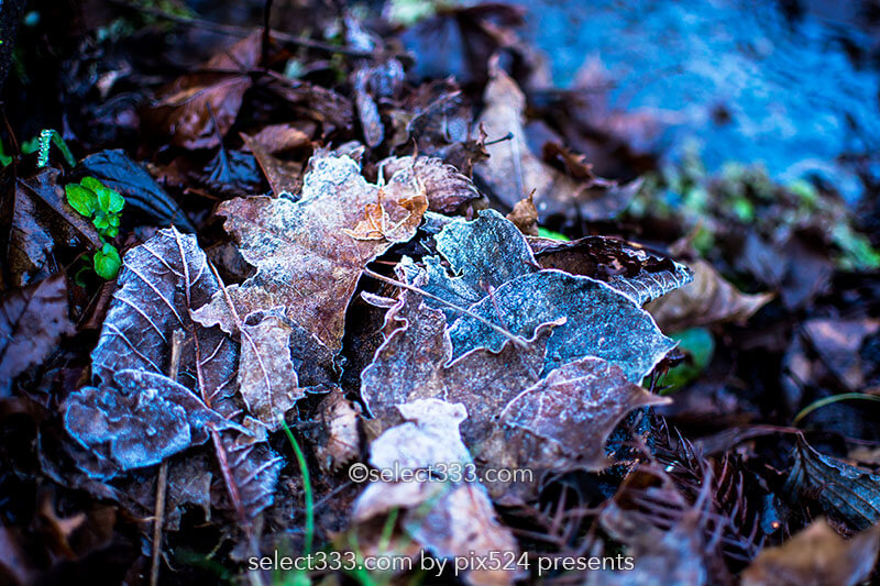 落ち葉の霜を撮影しよう！冷えた朝の冬の被写体落ち葉の霜！秋の終わりの被写体撮影