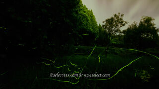 ホタルの聖地 自然生息のホタルが乱舞！群馬県箱島ホタルの里へのアクセスと撮影攻略