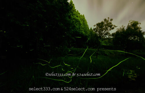 ホタルの聖地 自然生息のホタルが乱舞！群馬県箱島ホタルの里へのアクセスと撮影攻略