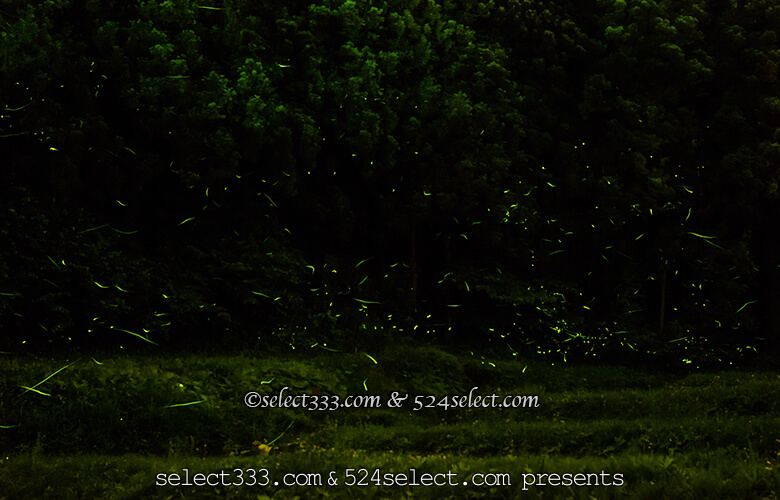 ホタルの聖地 自然生息のホタルが乱舞!群馬県箱島ホタルの里へのアクセスと撮影攻略