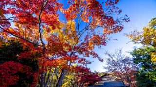 国営昭和記念公園 日本庭園 紅葉の見頃に秋の風景を撮影しよう！紅葉の時期と撮影攻略