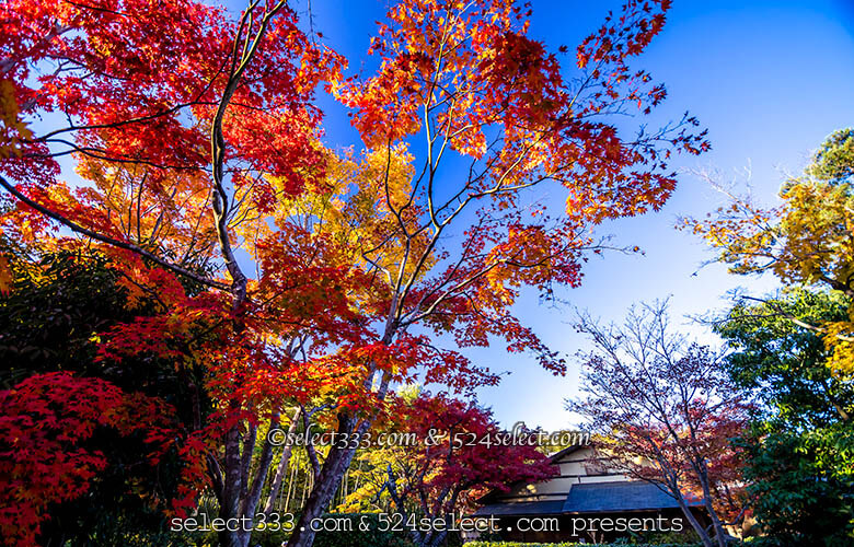 国営昭和記念公園 日本庭園 紅葉の見頃に秋の風景を撮影しよう！紅葉の時期と撮影攻略