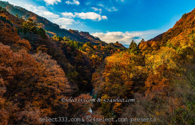 秋に巡る国道292号線の紅葉狩り!志賀高原・渋峠・横手山エリア!秋お勧めのドライブコース