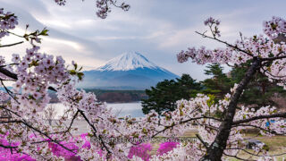 山梨県の桜撮影地!富士山と桜撮影スポットと富士五湖桜巡り!富士山と桜のスポット周遊