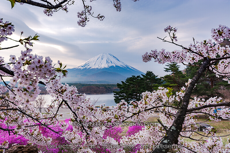 山梨県の桜撮影地 富士山と桜撮影スポットと富士五湖桜