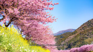 伊豆河津の河津桜攻略！河津桜の撮影ポイントとアクセス攻略！渋滞回避と駐車場対策