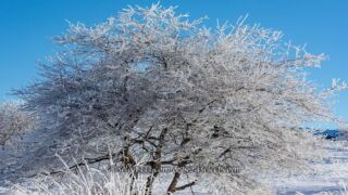 雪景色を撮ろう!積雪や雪の降る様子!雪景色撮影のコツは?冬ならではの風景撮影に!
