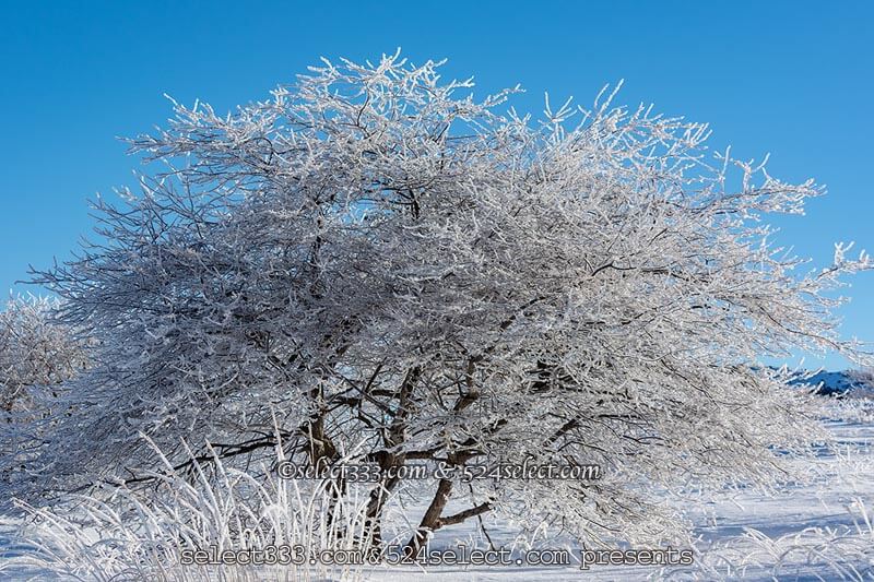 雪景色を撮ろう 積雪や雪の降る様子 雪景色撮影のコツは 冬景色霧氷 樹氷 氷柱撮影