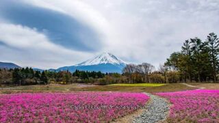 富士本栖湖リゾート芝桜と竜神池の逆さ富士!アクセスと見頃は?芝桜と富士山撮影攻略