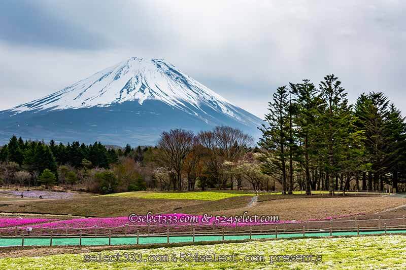 富士本栖湖リゾート芝桜と竜神池の逆さ富士！アクセスと見頃は？芝桜と富士山撮影攻略