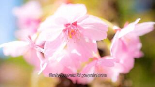 桜を撮ろう!桜並木撮影地や桜のアップ!色々な桜撮影のコツ!見頃を狙って春の風景を!