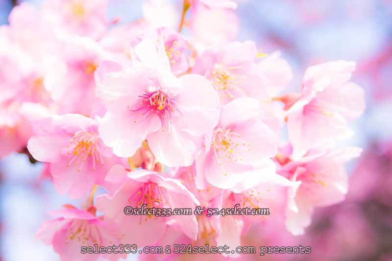 桜を撮ろう 桜並木撮影地や桜のアップ 色々な桜撮影の