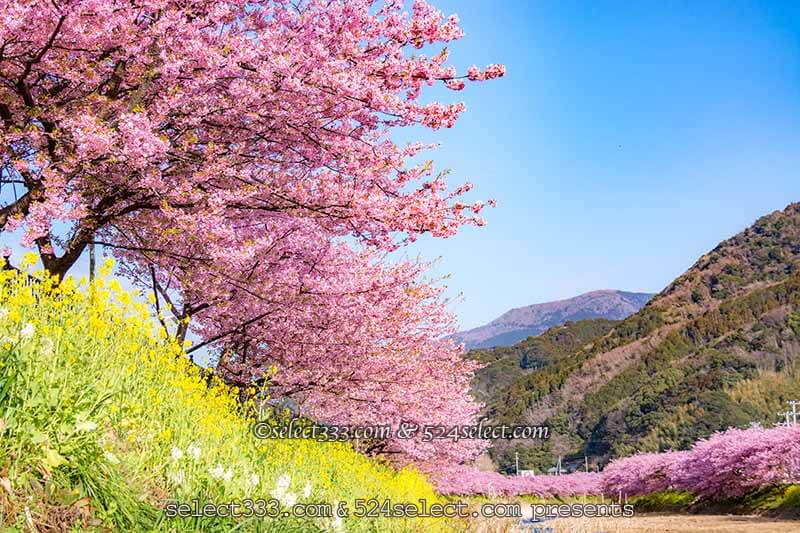 桜を撮ろう 桜並木撮影地や桜のアップ 色々な桜撮影の