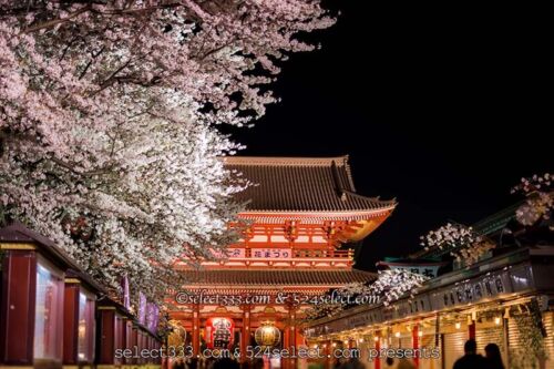 夜桜を浅草寺で撮ろう！夜の浅草寺撮影は桜の満開見頃がお勧め！都内のお手軽夜桜撮影地