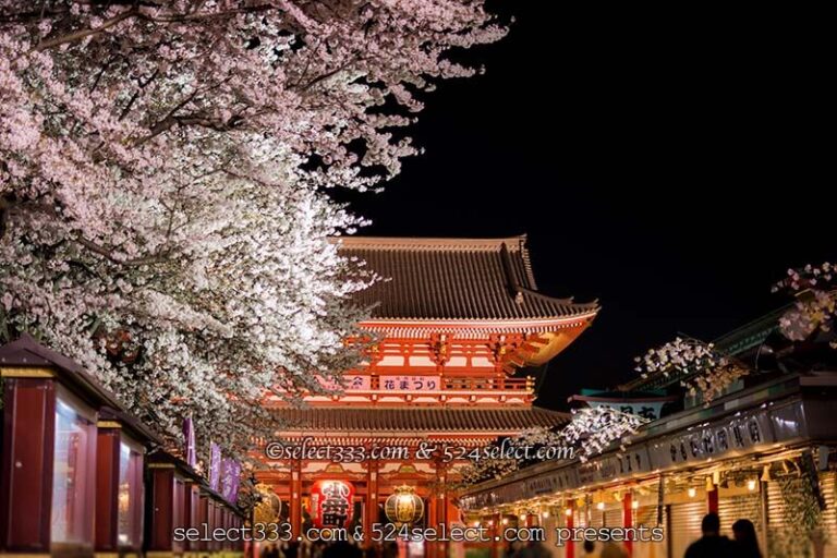 夜桜を浅草寺で撮ろう！夜の浅草寺撮影は桜の満開見頃がお勧め！都内のお手軽夜桜撮影地