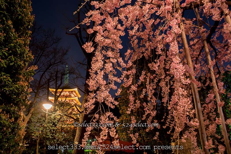 夜桜を浅草寺で撮ろう！夜の浅草寺撮影は桜の満開見頃がお勧め！都内のお手軽夜桜撮影地