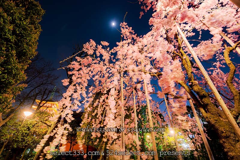 夜桜を浅草寺で撮ろう！夜の浅草寺撮影は桜の満開見頃がお勧め！都内のお手軽夜桜撮影地